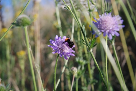 abeille butinant une fleur de centaurée